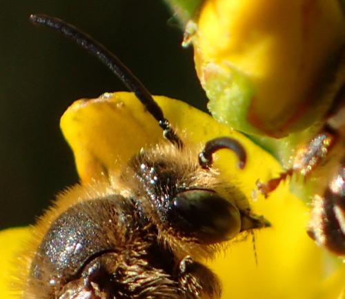 Macropis (europaea-fulvipes)